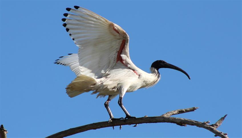 Ibis: tra sacro e profano Ibis: tra sacro e profano